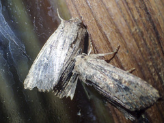 Dasygaster nephelistis