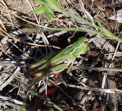 Stenobothrus fischeri