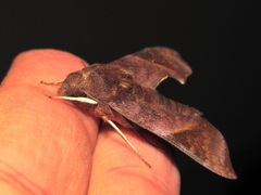 Temnora marginata