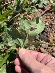 Abelmoschus ficulneus