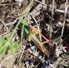 Stenobothrus fischeri