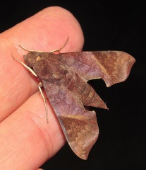 Temnora marginata