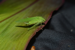 Anaulacomerina