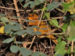 Cossypha natalensis natalensis