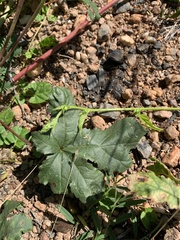 Abelmoschus ficulneus