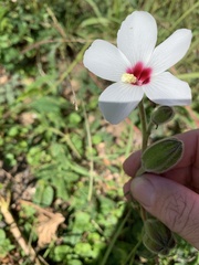Abelmoschus ficulneus