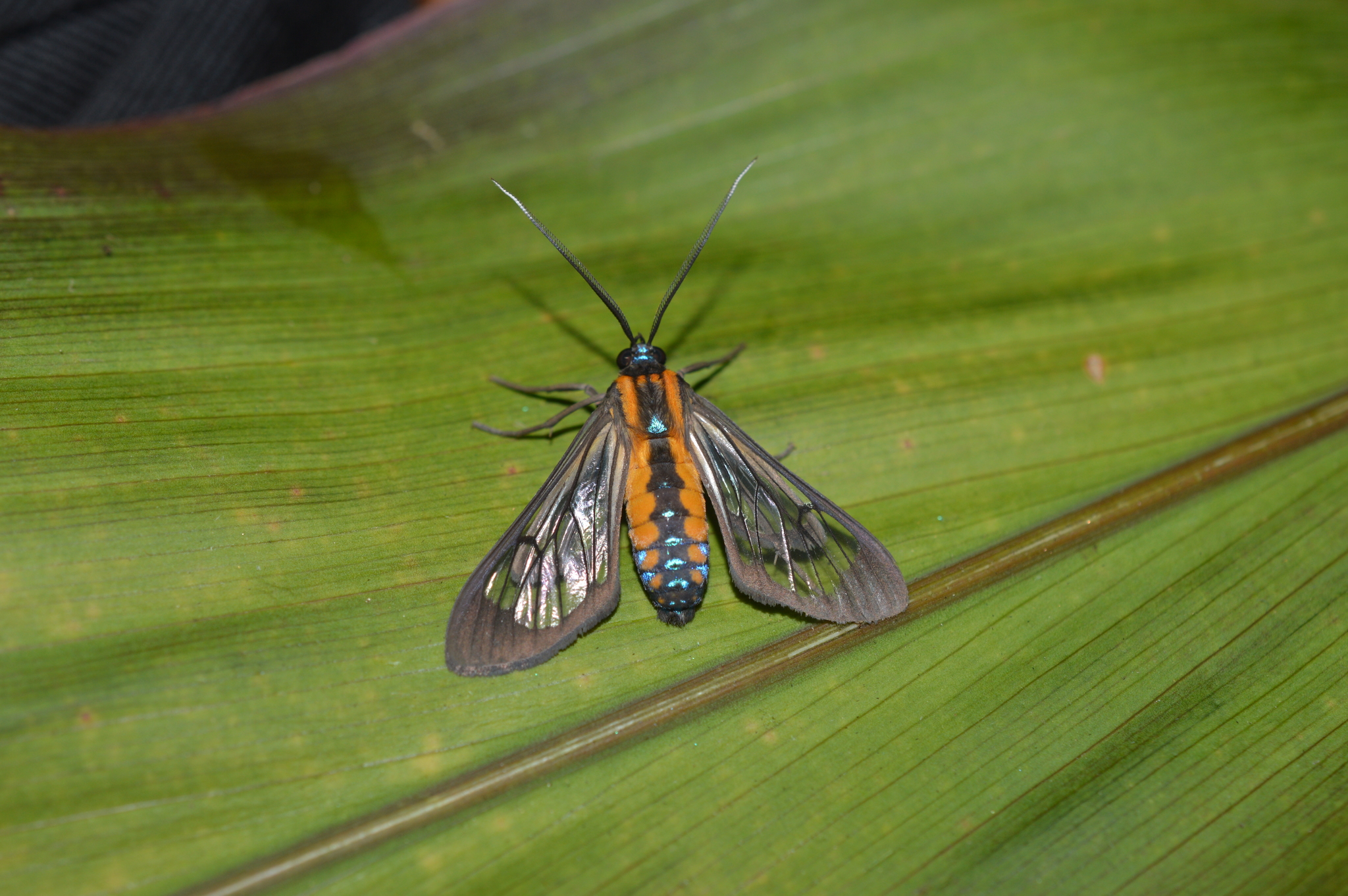 Cosmosoma garleppi image