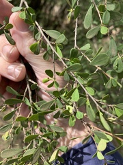 Erythroxylum australe