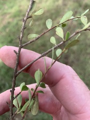 Erythroxylum australe