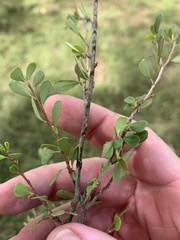 Erythroxylum australe