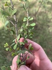 Erythroxylum australe