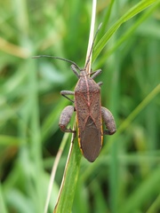 Physomerus grossipes