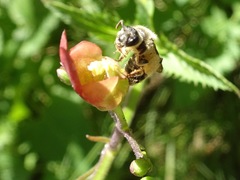 Halictinae