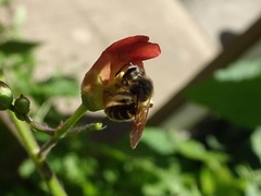 Halictinae