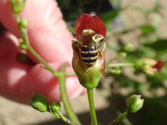 Halictinae