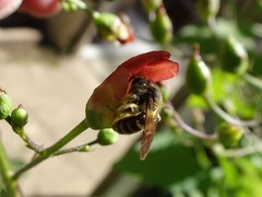 Halictinae