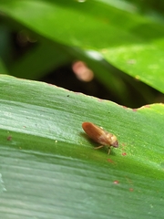 Eoscarta