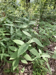 Stachys iltisii