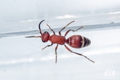Timulla ornatipennis