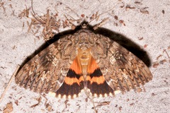 Catocala umbrosa