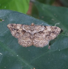 Psilalcis galsworthyi