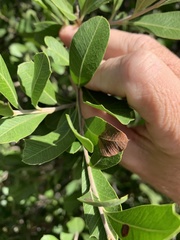 Alectryon diversifolius