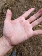 Leptosiphon bolanderi