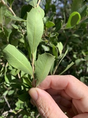 Alectryon diversifolius