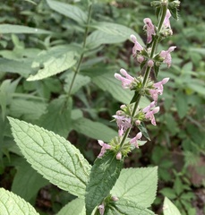 Stachys iltisii