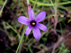 Sisyrinchium hitchcockii