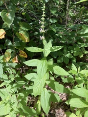 Stachys iltisii