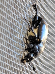 Nicrophorus guttula