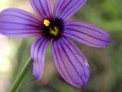 Sisyrinchium hitchcockii