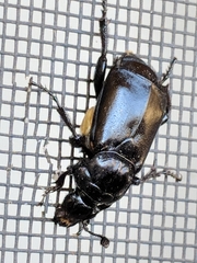 Nicrophorus guttula