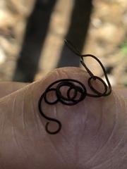 Gordiidae