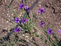 Sisyrinchium hitchcockii
