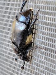 Nicrophorus guttula