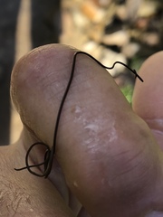 Gordiidae