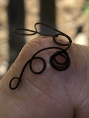 Gordiidae
