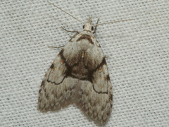 Nola delograpta
