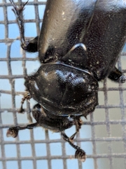 Nicrophorus guttula