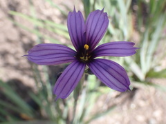 Sisyrinchium hitchcockii