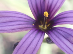 Sisyrinchium hitchcockii