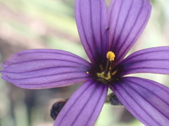 Sisyrinchium hitchcockii