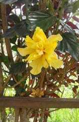 Handroanthus chrysotrichus