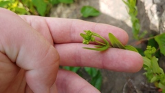 Hypericum sphaerocarpum