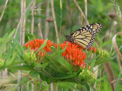 Asclepias tuberosa interior