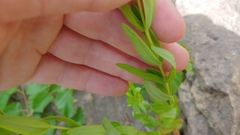 Hypericum sphaerocarpum