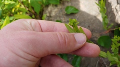 Hypericum sphaerocarpum