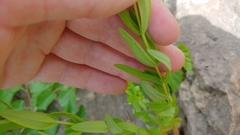 Hypericum sphaerocarpum